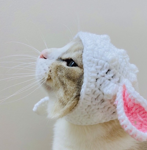 Mũ đội đầu cho mèo hình tai thỏ đáng yêu