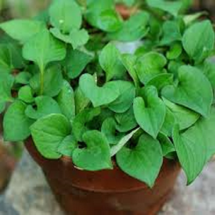 CÂY GIỐNG RAU DIẾP CÁ