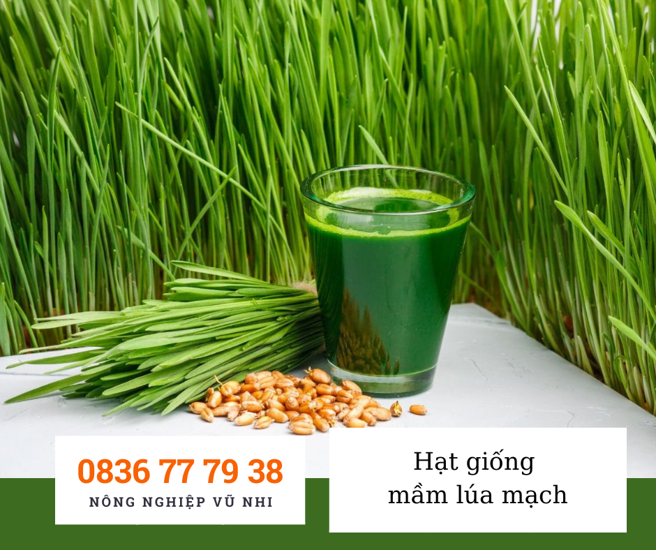Hạt giống mầm lúa mạch - hatgiong24h ( 100gr)