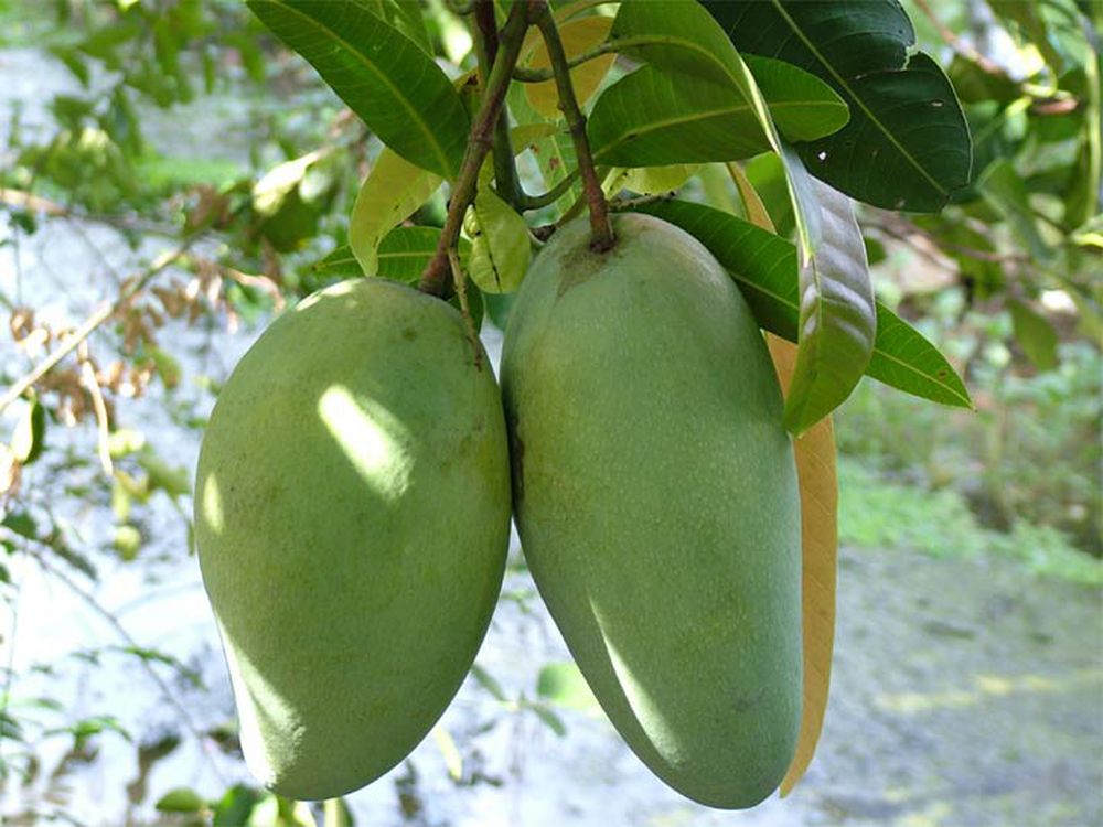 Cây đẹp, Cây xoài cát hòa lộc
