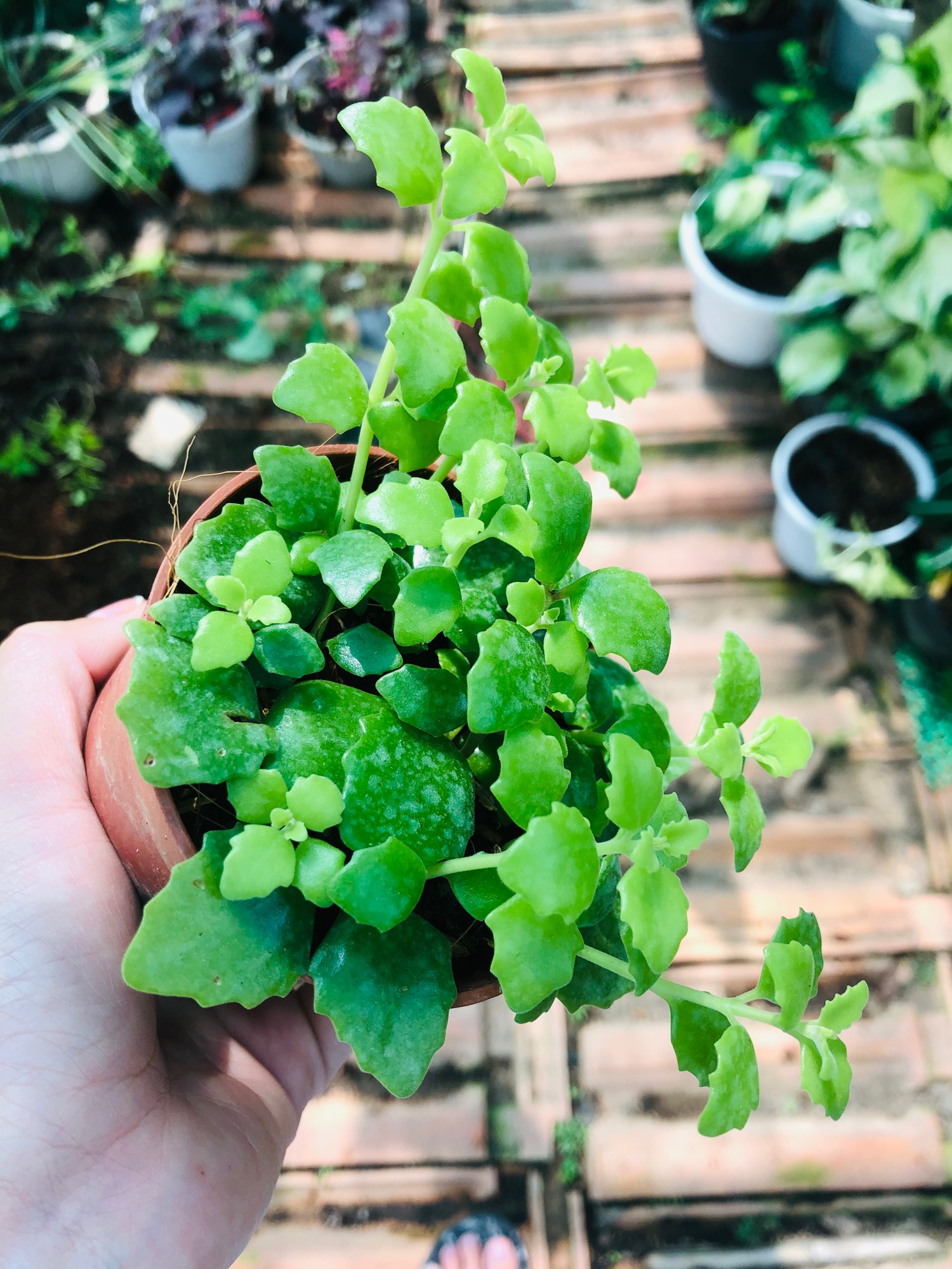 Cây Vẩy Rồng