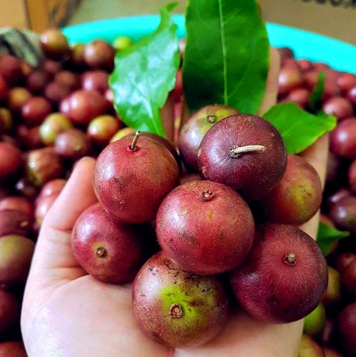 Cây giống hồng quân, cây giống bồ quân