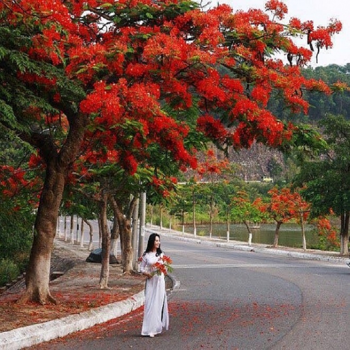 CÂY GIỐNG HOA PHƯỢNG ĐỎ, CÂY NHỎ