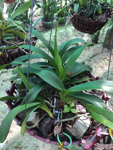 Hoa lan Giáng hương quế nâu