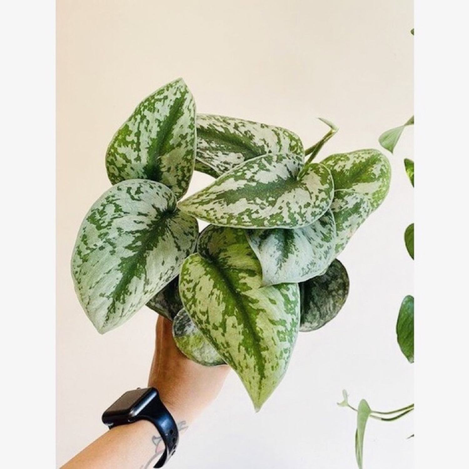 Cây Scindapsus pictus Exotica