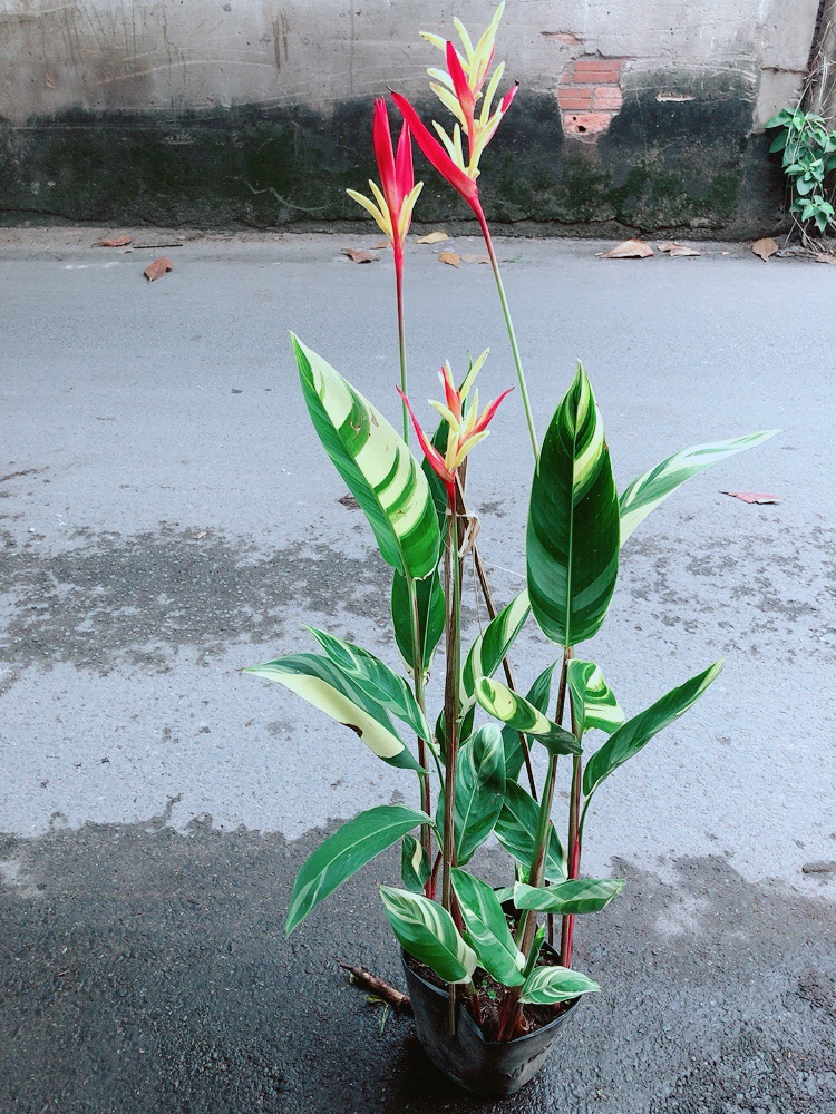 [HCM]Chuối Mỏ Két Size Đại