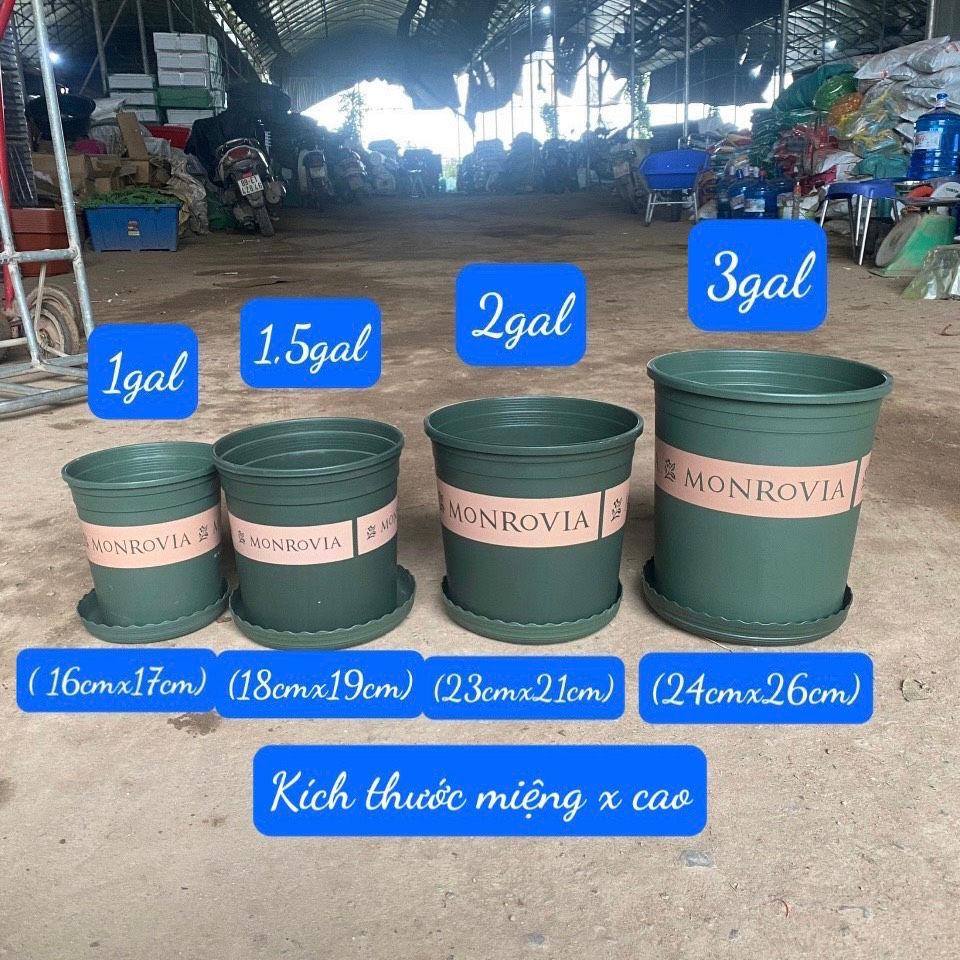 COMBO 5 Chậu nhựa trồng cây Mon tặng kèm đĩa lót hàng cao cấp