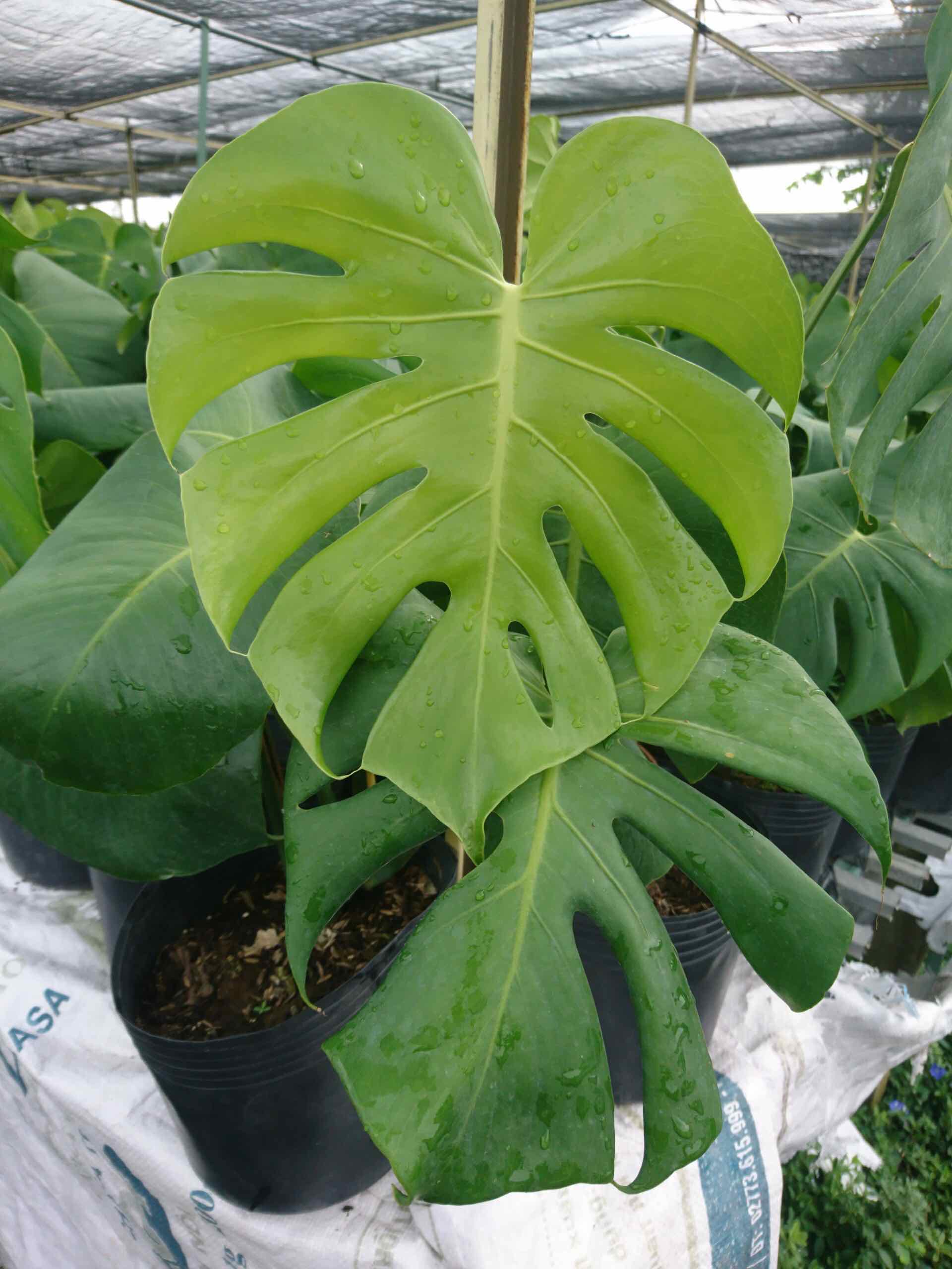 Cây trầu bà lá xẻ
