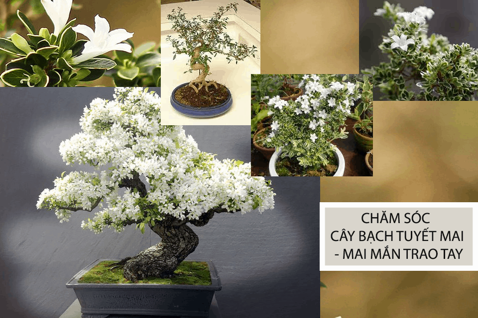 (FREESHIP Từ 50K) Cây bạch tuyết mai bonsai