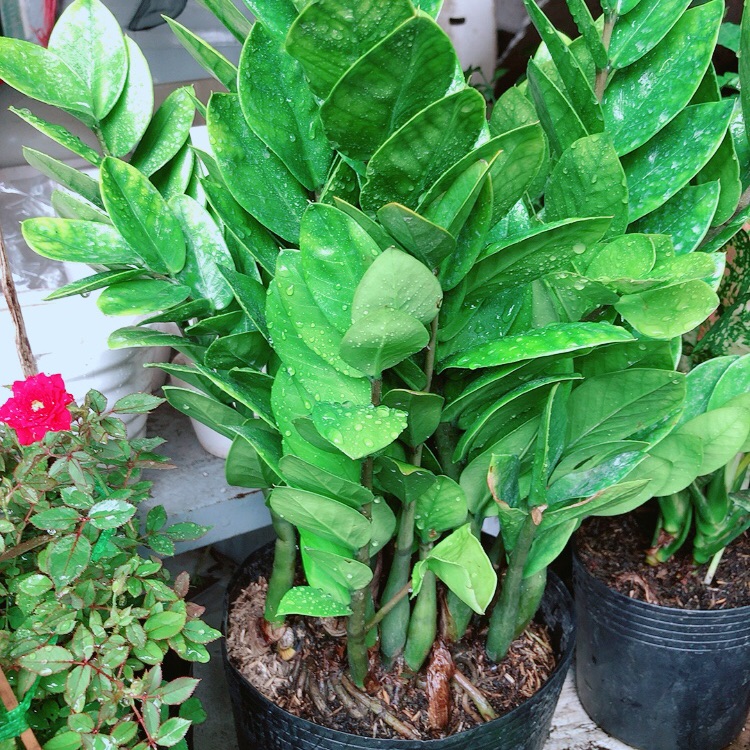 [HCM]Chậu kim tiền size lớn