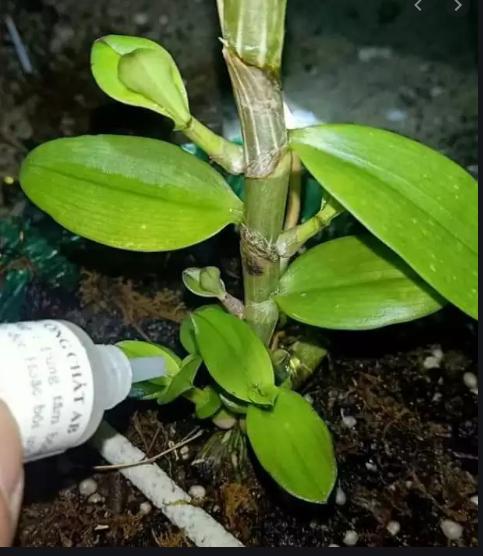 Dưỡng chất ab - Dưỡng mầm lan lọ 10ml