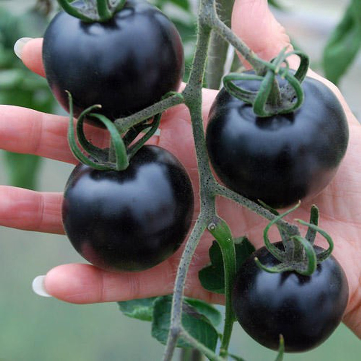 Hạt giống cà chua đen 10 hạt/ gói