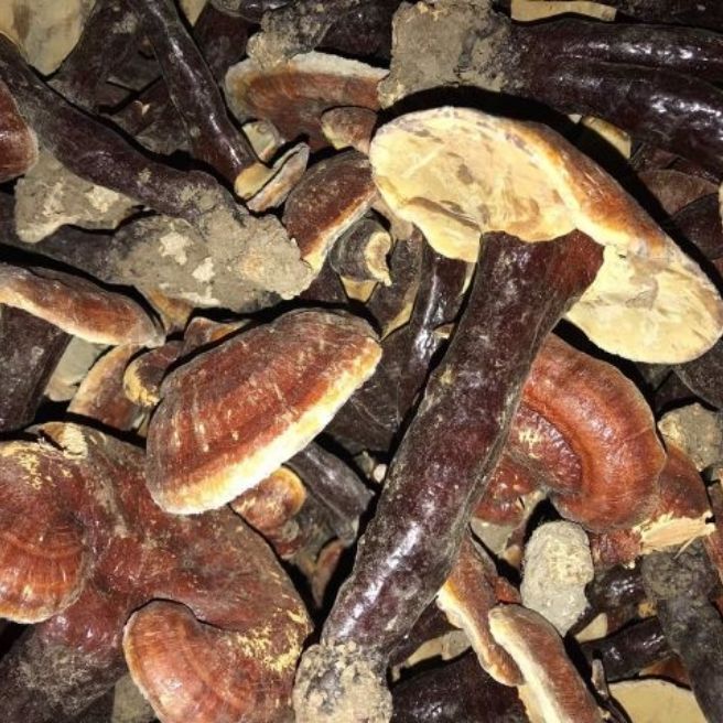Sỉ toàn quốc 1kg nấm lim xanh