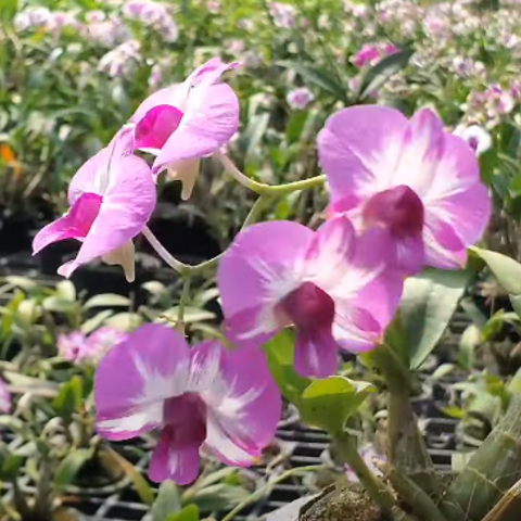 DENDRO MINI CHỚP