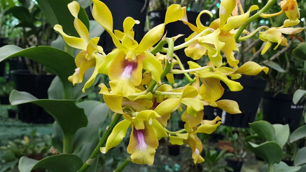 Denro nắng bò vàng