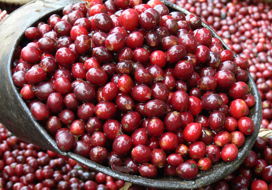 Cà phê rang mới Tanzania Kilimanjaro 250g - cfi-coffee.com