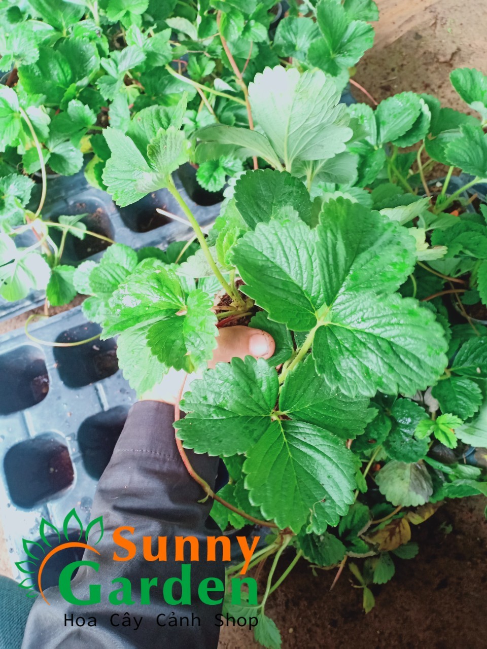 Ngó Dâu Mỹ Tù - Cây Ăn Quả + ( Tặng 3 cây chè xanh)