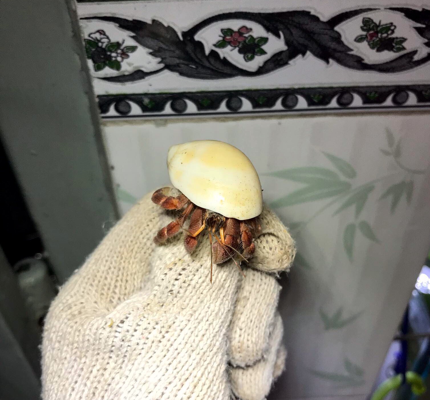 OMH rugos abino size baby (trang trí hồ cá)