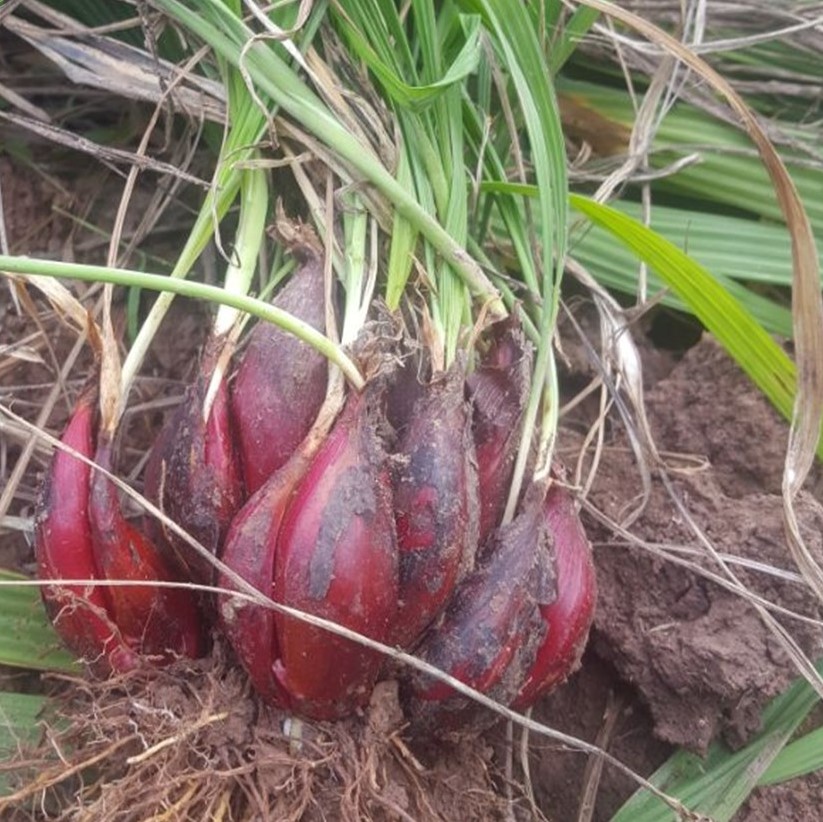 1kg Củ Giống Sâm Đại Hành