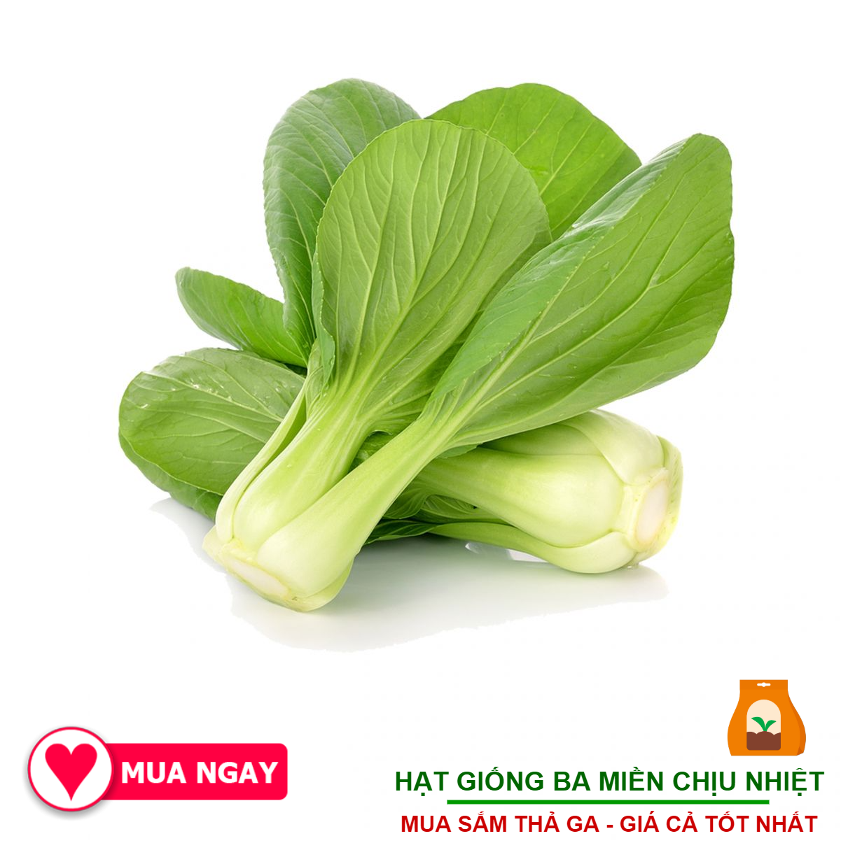 Hạt giống cải thìa rạng đông 77