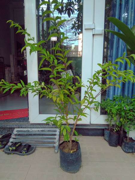 Cây mai chiếu thủy - lá lớn, cao khoảng 0.8m