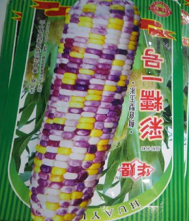 "Gói 30 Hạt " Hạt giống ngô nhiều màu ( ngô kim cương )