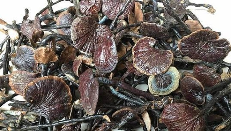 NẤM LINH CHI (CỔ CÒ) Khô chuẩn rừng