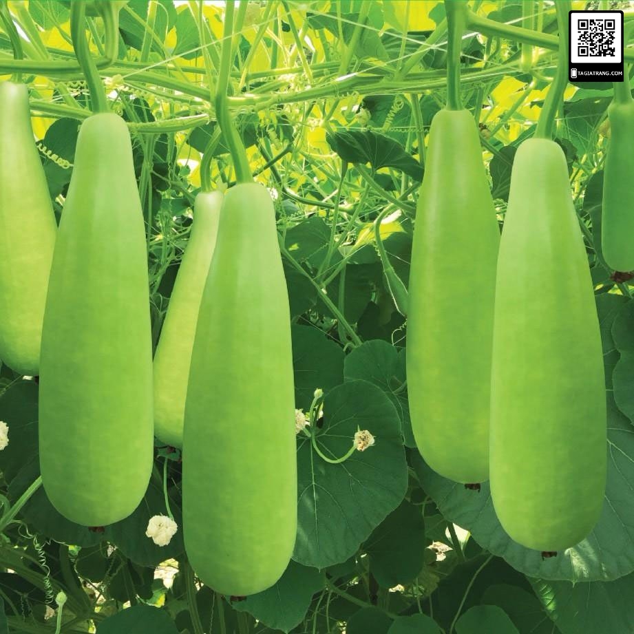 Hạt giống Bầu xị lai - Gói 2g