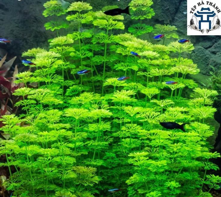Cây Thủy Sinh: Tiểu Bảo Tháp