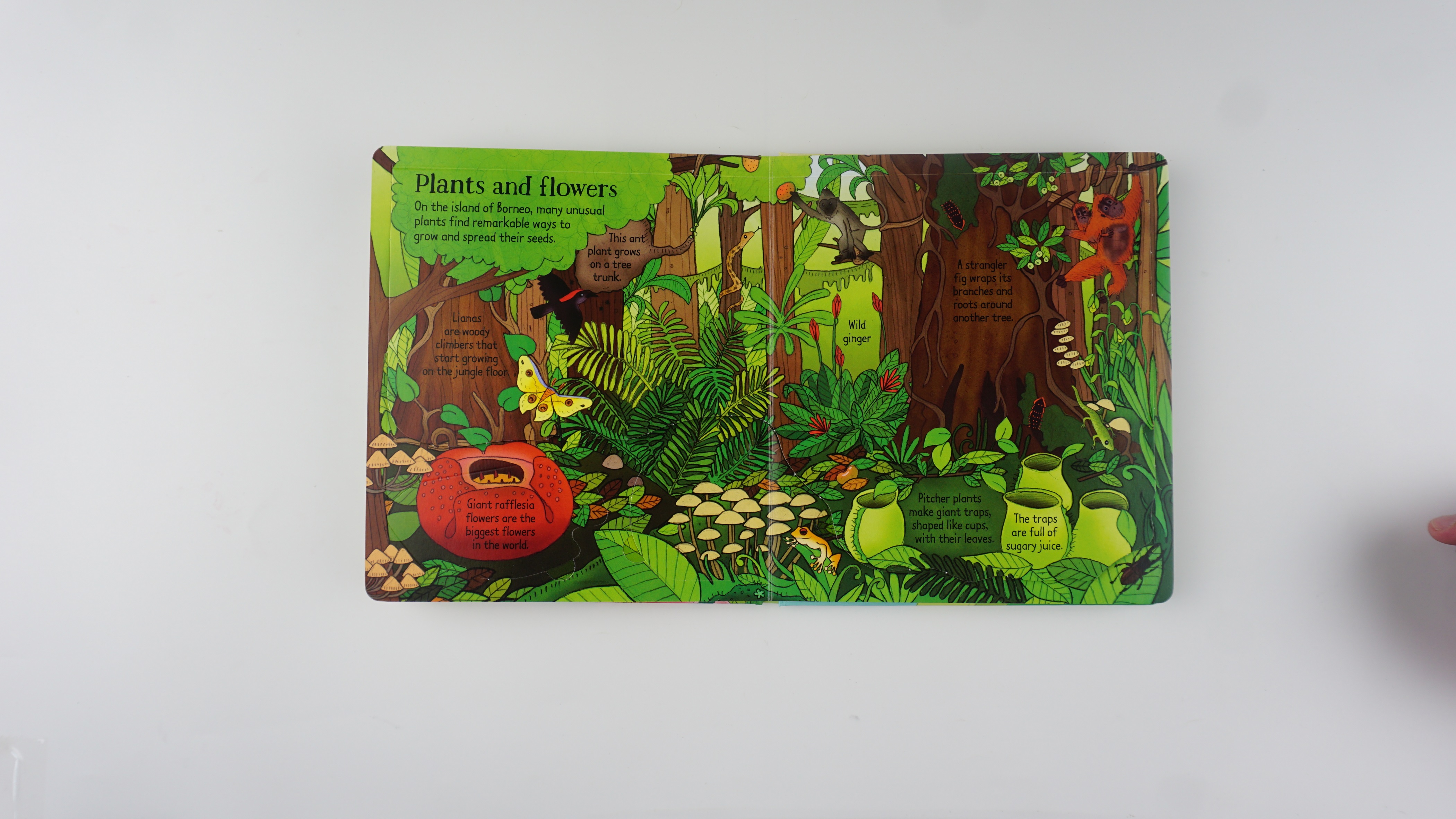 Look Inside the Jungle
