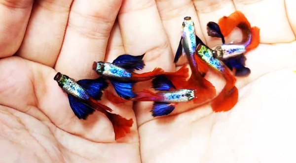 dumbo red tail guppy tai to