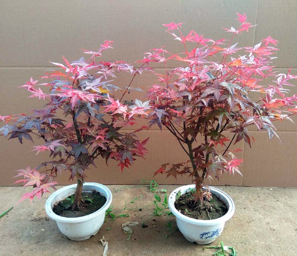 Hạt giống cây Phong Lá Đỏ Nhật Bản - gói 10 hạt