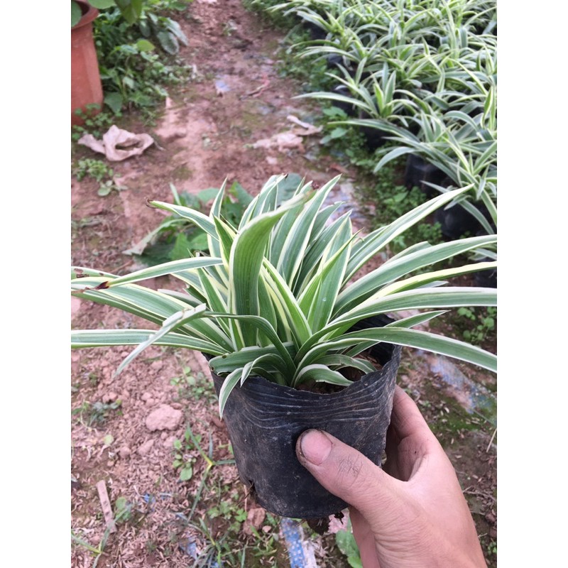 Cây cỏ bạch chỉ,cỏ chỉ bụi xum