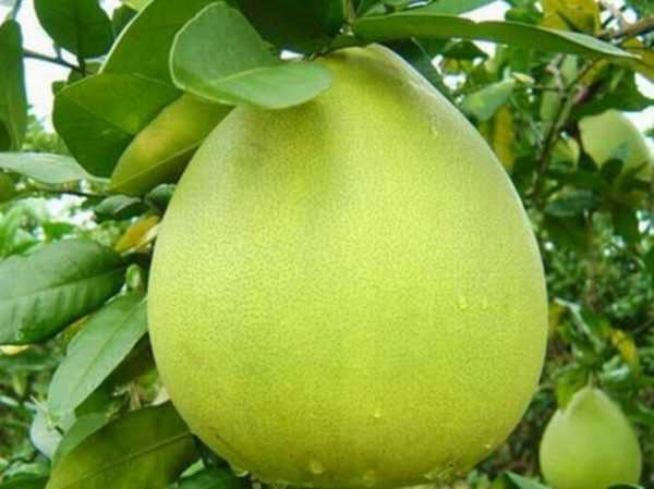 Cây BƯỞI NĂM ROI