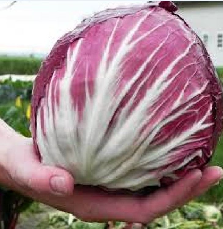 Purple Lettuce Seeds (0.2 Grams/Package)