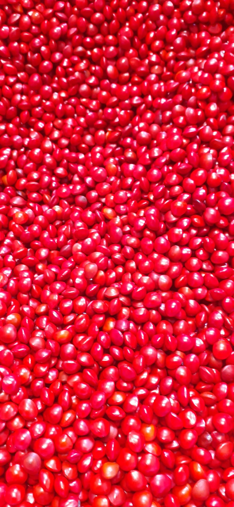 500 gram hạt cẩm lai đỏ