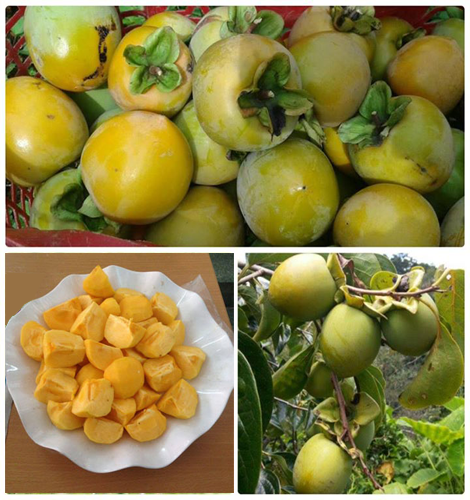 CÂY GIỐNG HỒNG GIÒN NHẬT BẢN
