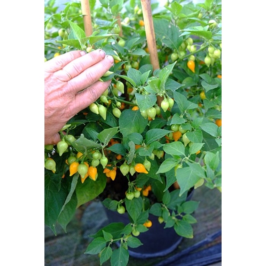 Hạt giống Ớt Mỏ Chim Vàng (Biquinho Yellow) - 10 hạt Nhập khẩu Mỹ