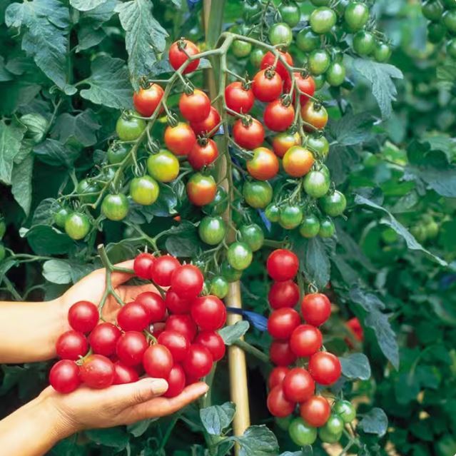 Hạt giống cà chua bi dây quả đỏ - ( 30 hạt/gói )