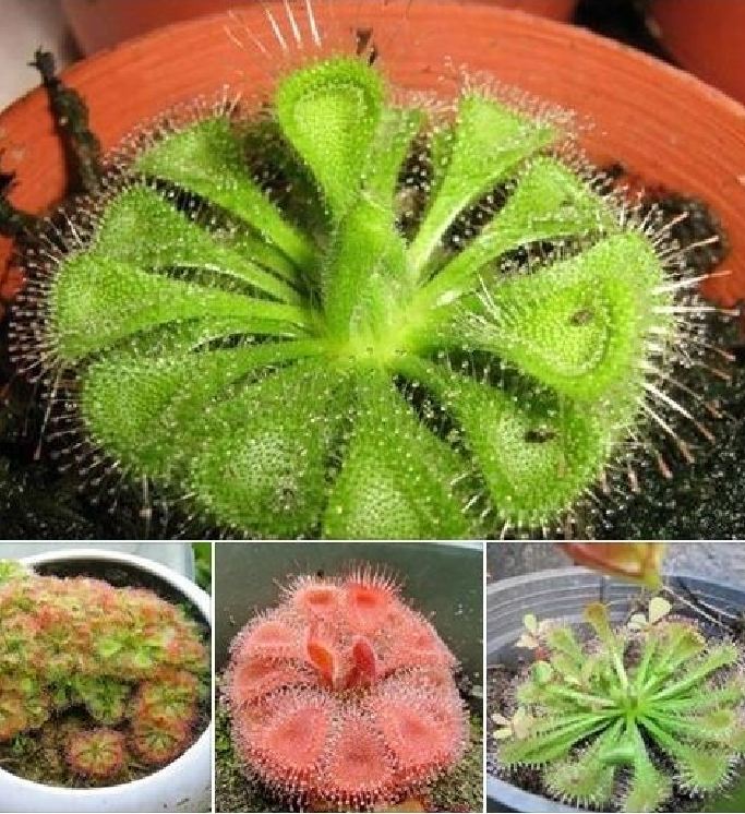 "Gói  "Hạt Giống Cây Ăn Thịt Bắt Mồi Gọng Vó [Seeds]