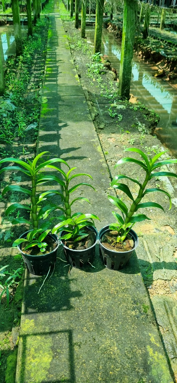 Hoa lan damary
