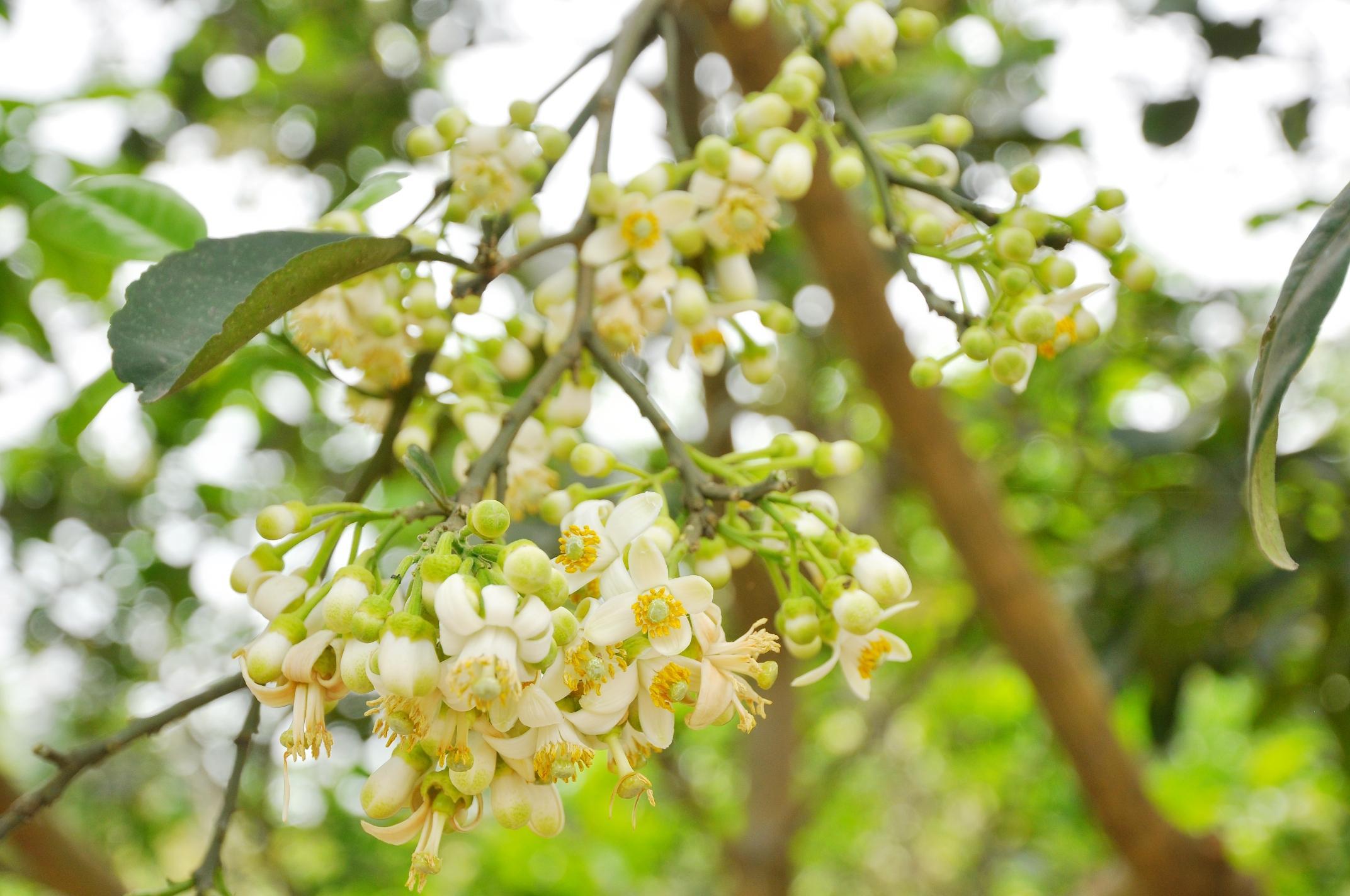 Siêu lân 86 Tạo mầm hoa - Lân tinh chất