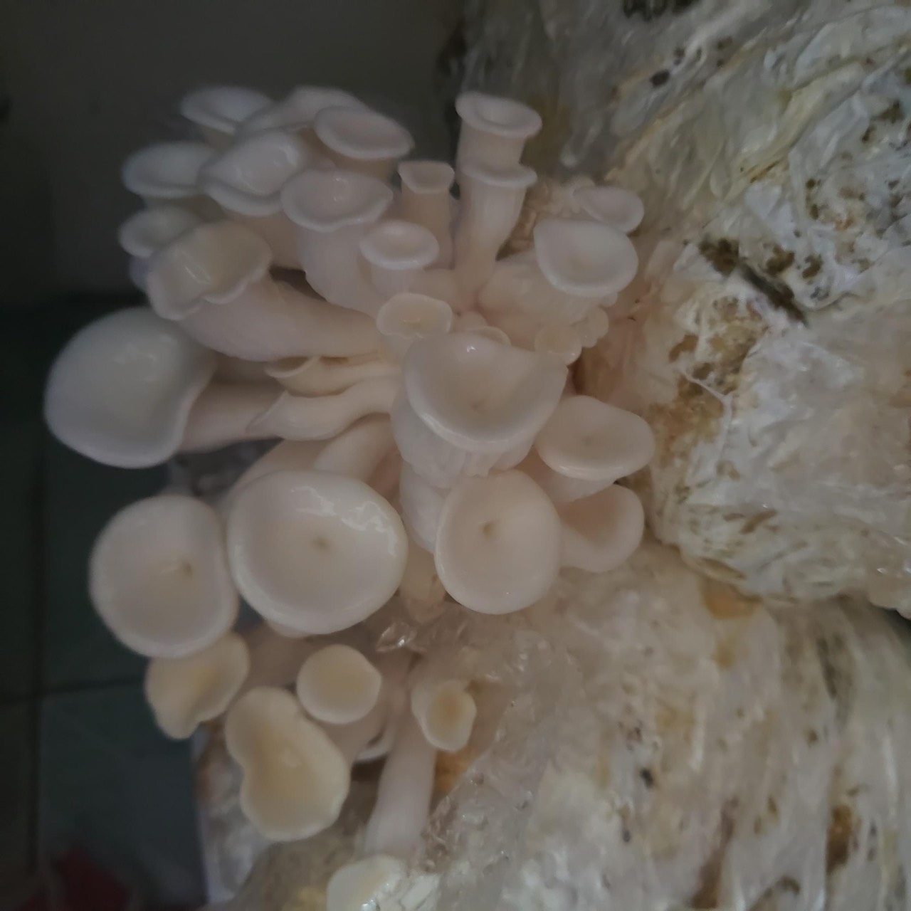 Phôi nấm Sò thái (1 kiện 5 bịch)