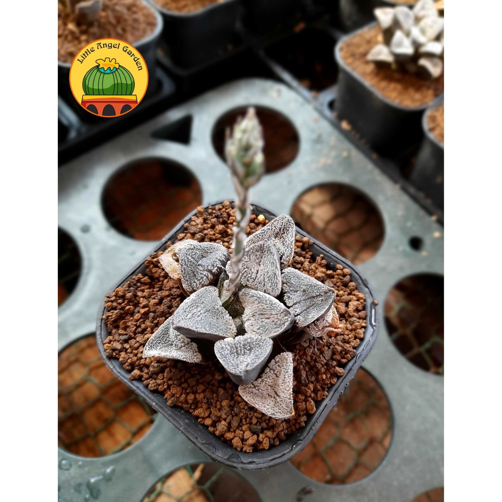 Sen đá kim cương Haworthia Pygmaea - giá rẻ - dễ chăm