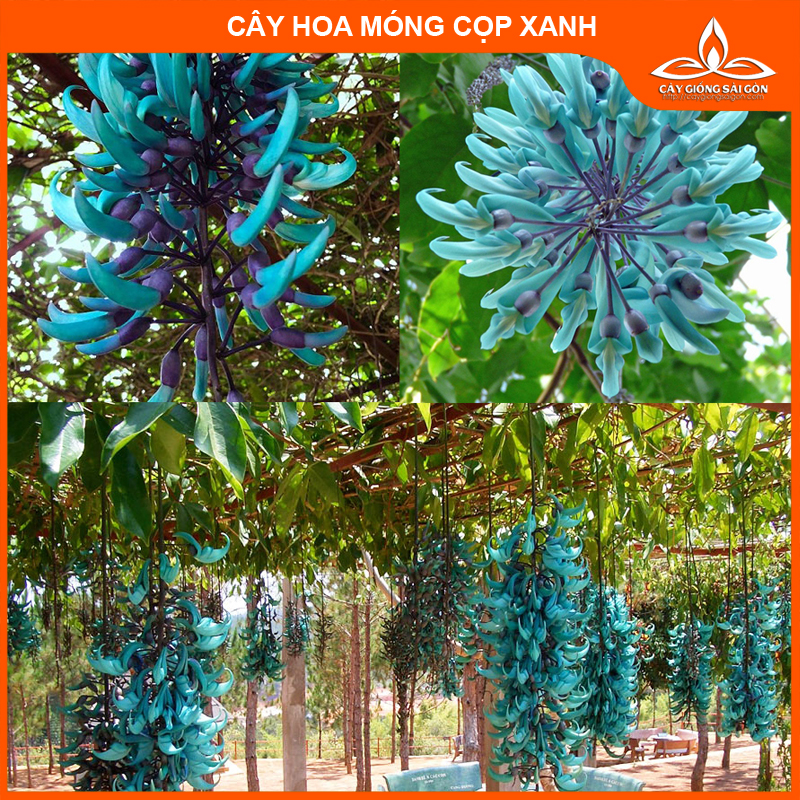 CÂY GIỐNG HOA MÓNG CỌP XANH CHUỖI HOA DÀI, HOA ĐẸP LẠ (cây cao 45-50cm) Hình cuối