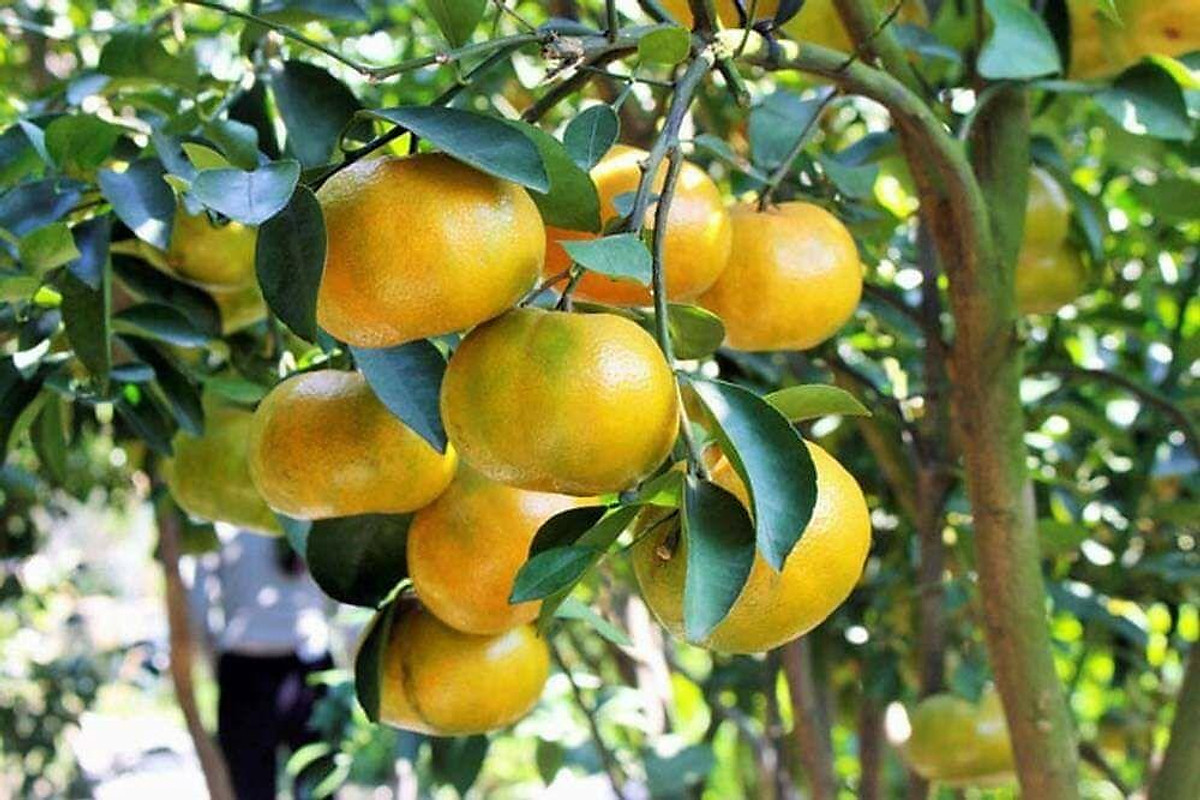 cây giống quýt đường thái lan