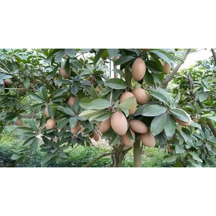 GIỐNG CÂY HỒNG XIÊM XOÀI (GIỐNG GHÉP MAU TRÁI)