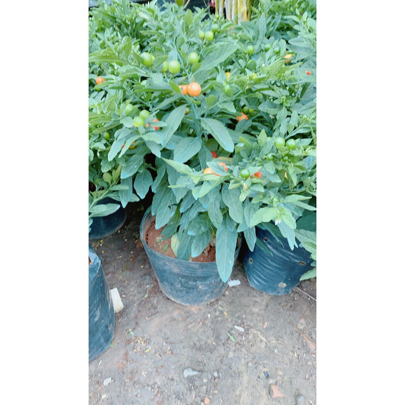 Cây Ớt Cheri