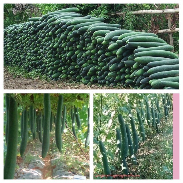 Hạt giống bí đao chanh, bí sặt - gói 1 gram