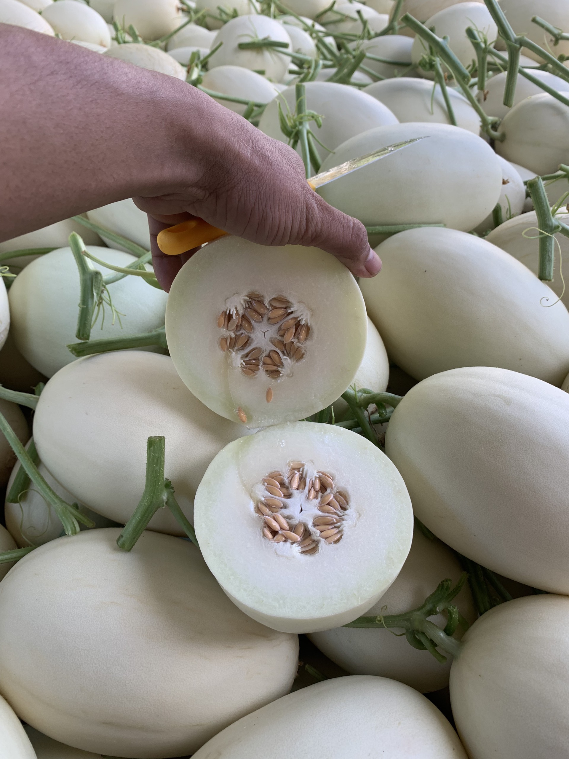 Hạt giống dưa lê Bạch Ngọc Ngọt Thanh, Ruột Trắng_KIEUFARM_1 Gói/500 hạt